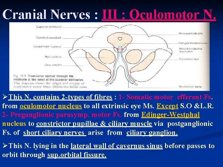 Cranial Nerves : III : Oculomotor N. ØThis N. contains 2 -types of fibres