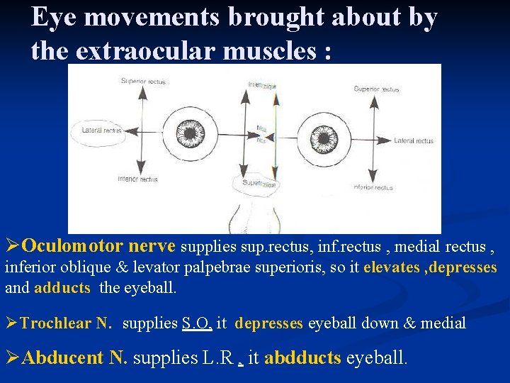 Eye movements brought about by the extraocular muscles : ØOculomotor nerve supplies sup. rectus,