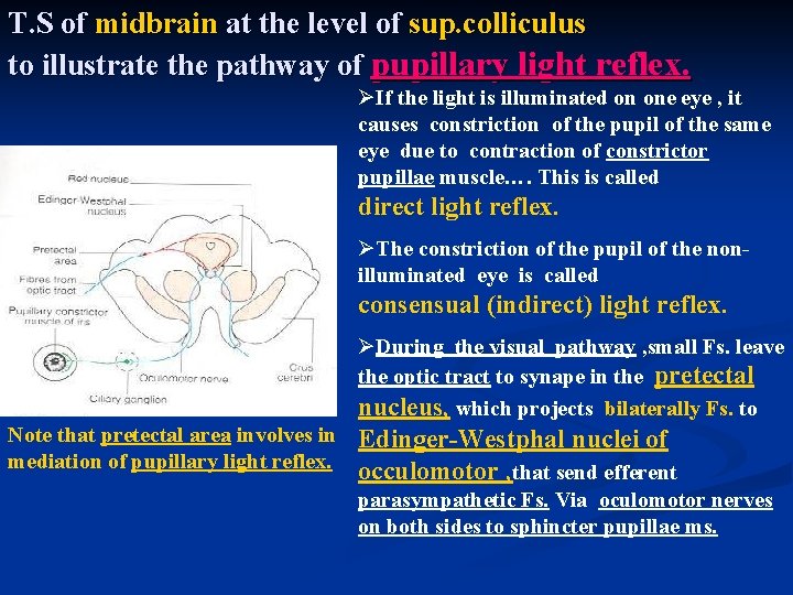 T. S of midbrain at the level of sup. colliculus to illustrate the pathway