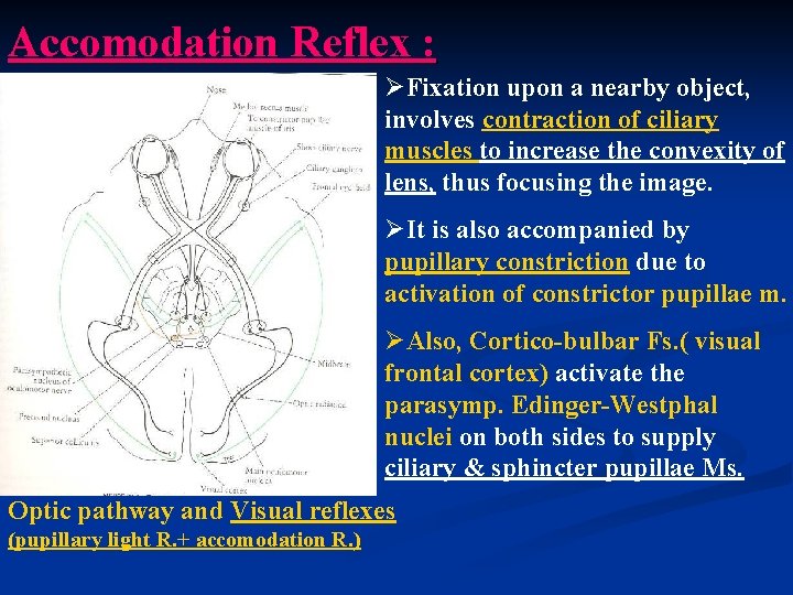 Accomodation Reflex : ØFixation upon a nearby object, involves contraction of ciliary muscles to