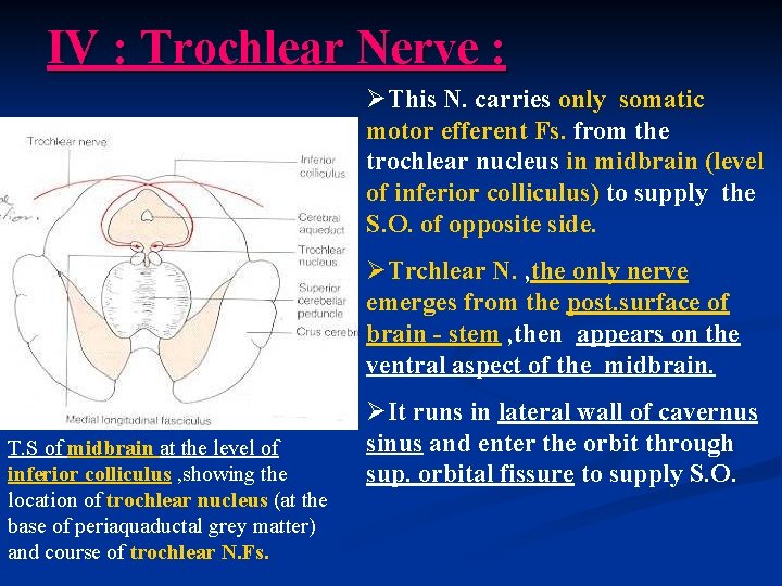 IV : Trochlear Nerve : ØThis N. carries only somatic motor efferent Fs. from