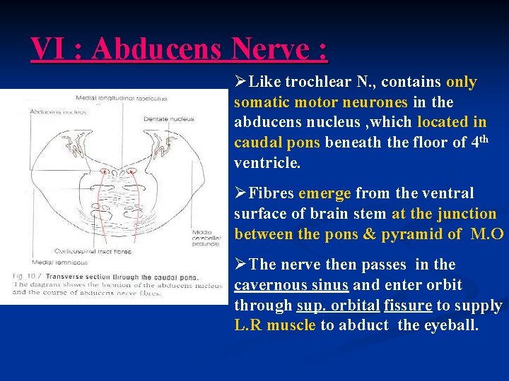 VI : Abducens Nerve : ØLike trochlear N. , contains only somatic motor neurones