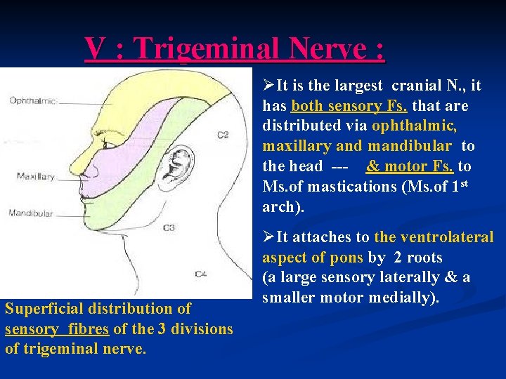 V : Trigeminal Nerve : ØIt is the largest cranial N. , it has