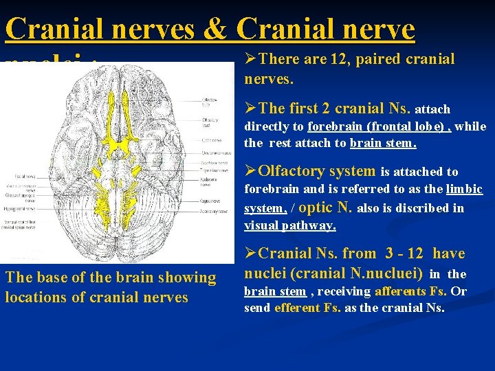 Cranial nerves & Cranial nerve ØThere are 12, paired cranial nuclei : nerves. ØThe