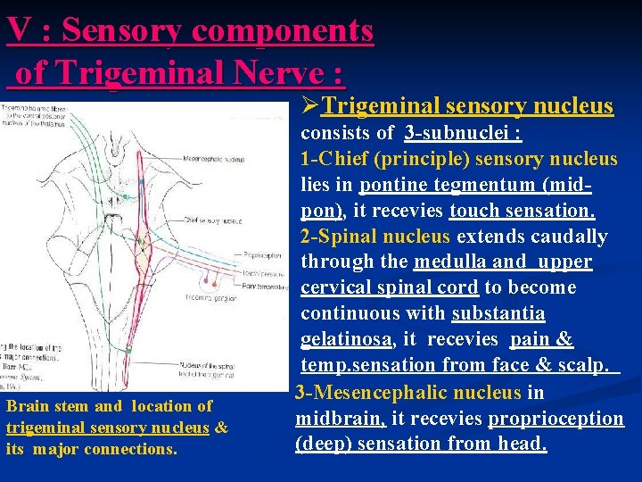 V : Sensory components of Trigeminal Nerve : ØTrigeminal sensory nucleus Brain stem and