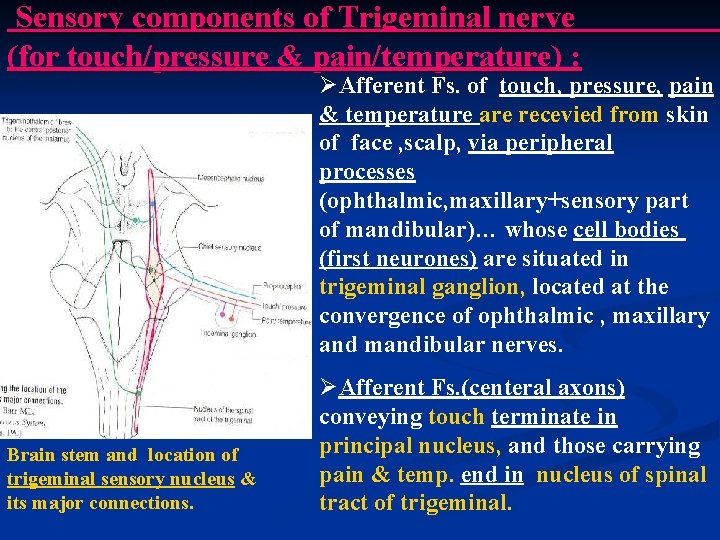 Sensory components of Trigeminal nerve (for touch/pressure & pain/temperature) : ØAfferent Fs. of touch,