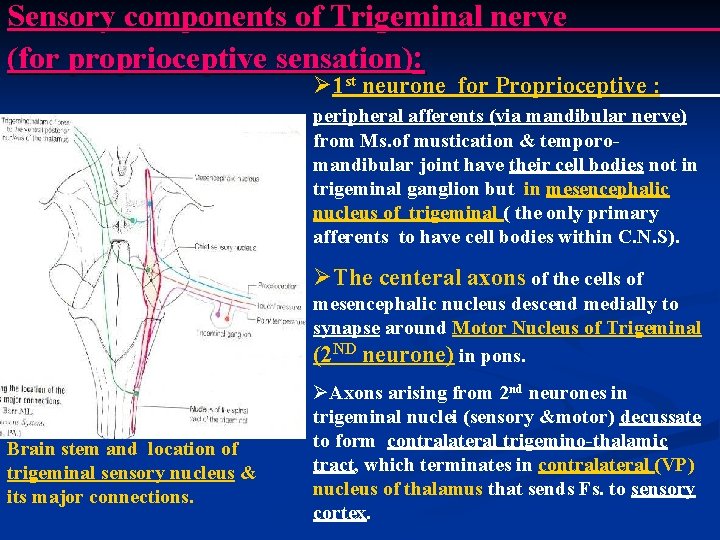 Sensory components of Trigeminal nerve (for proprioceptive sensation): st Ø 1 neurone for Proprioceptive