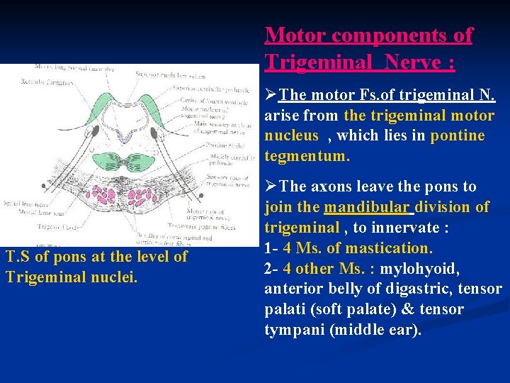Motor components of Trigeminal Nerve : ØThe motor Fs. of trigeminal N. arise from