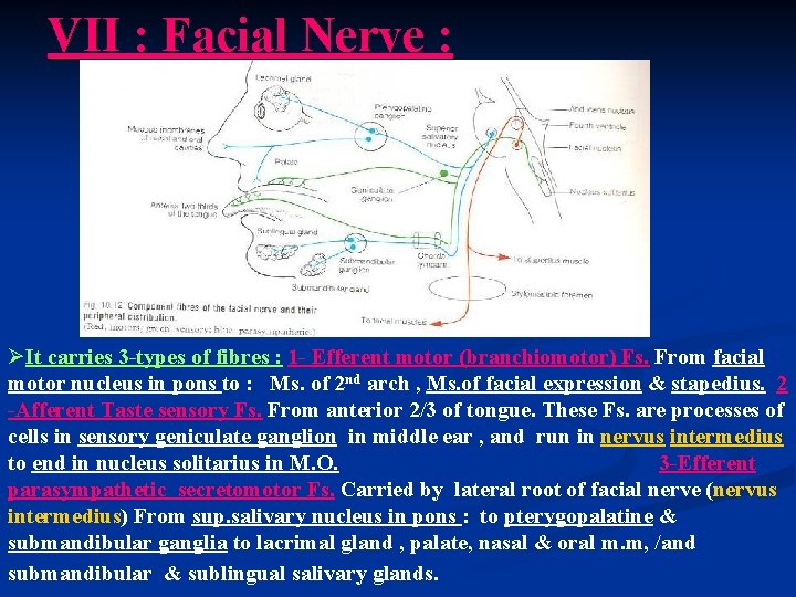 VII : Facial Nerve : ØIt carries 3 -types of fibres : 1 -