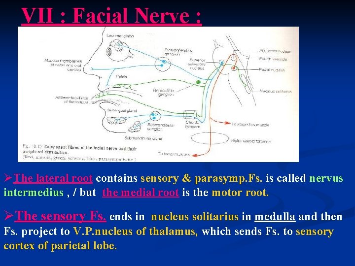 VII : Facial Nerve : ØThe lateral root contains sensory & parasymp. Fs. is