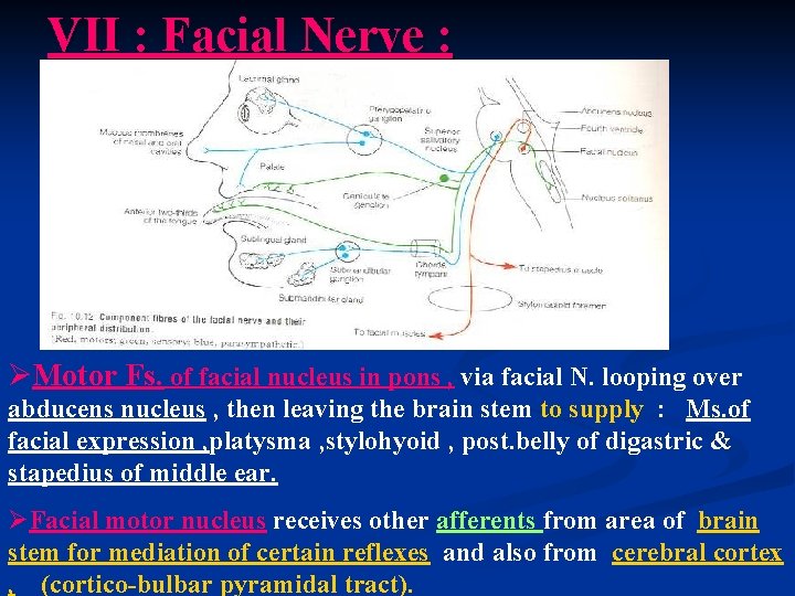 VII : Facial Nerve : ØMotor Fs. of facial nucleus in pons , via