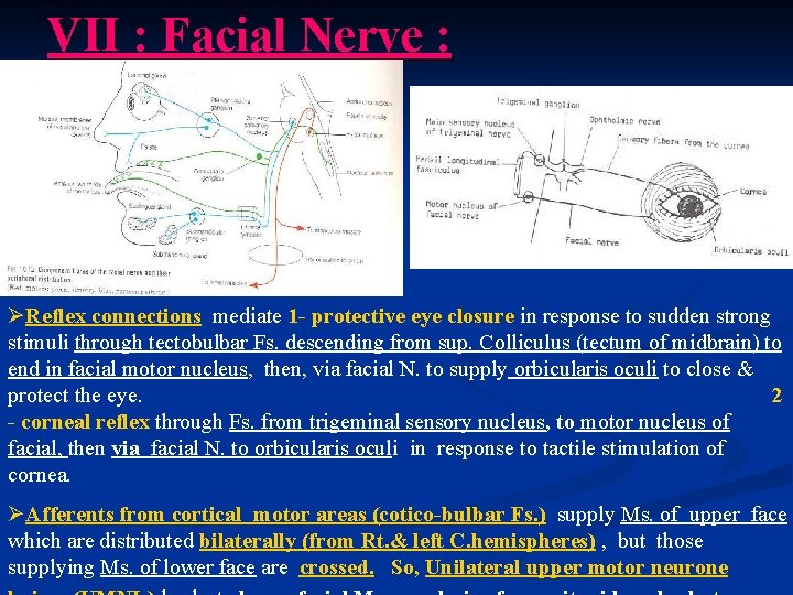 VII : Facial Nerve : ØReflex connections mediate 1 - protective eye closure in