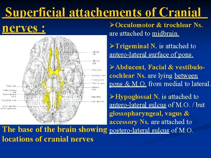 Superficial attachements of Cranial ØOcculomotor & trochlear Ns. nerves : are attached to midbrain.