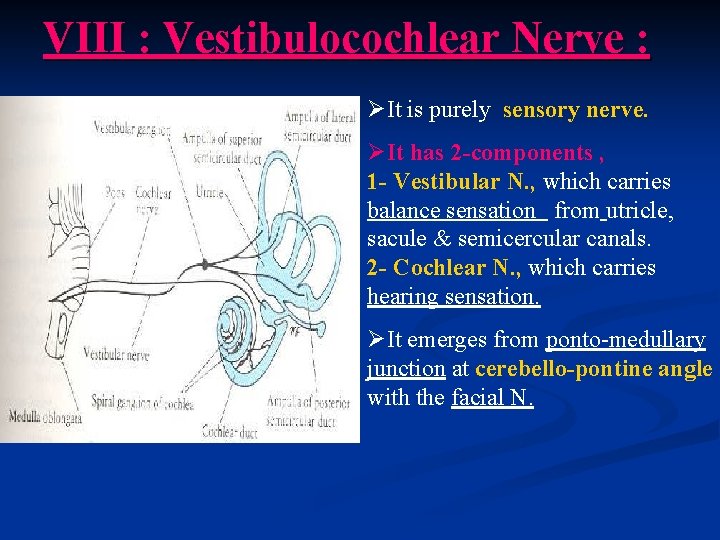 VIII : Vestibulocochlear Nerve : ØIt is purely sensory nerve. ØIt has 2 -components
