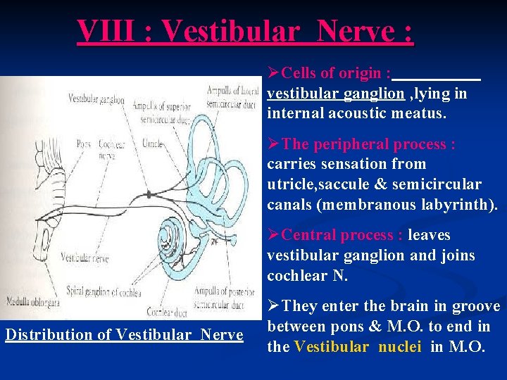 VIII : Vestibular Nerve : ØCells of origin : vestibular ganglion , lying in
