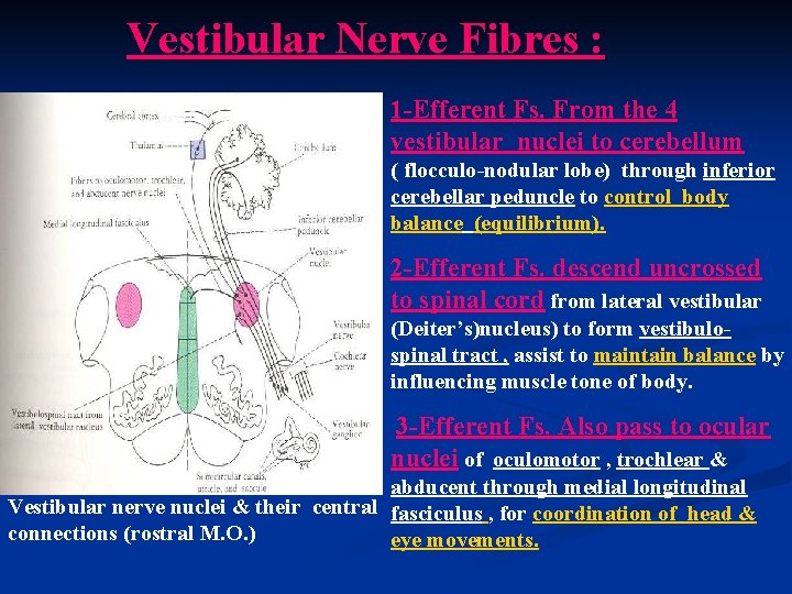 Vestibular Nerve Fibres : 1 -Efferent Fs. From the 4 vestibular nuclei to cerebellum