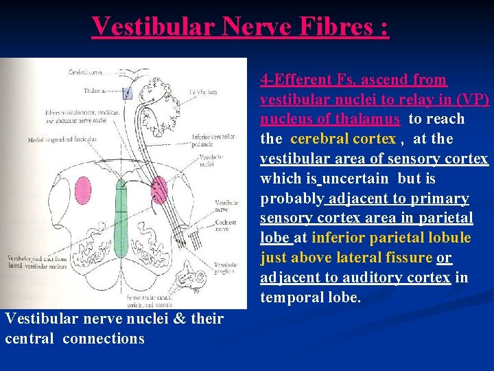 Vestibular Nerve Fibres : 4 -Efferent Fs. ascend from vestibular nuclei to relay in