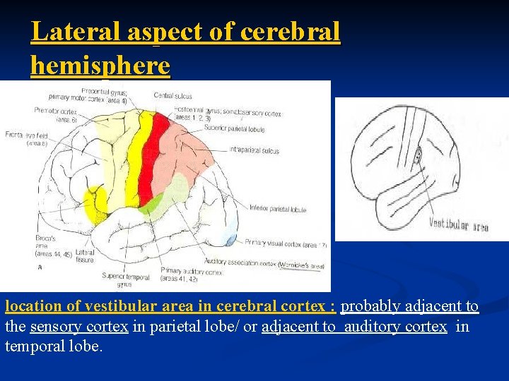 Lateral aspect of cerebral hemisphere location of vestibular area in cerebral cortex : probably