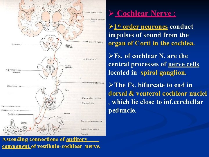 Ø Cochlear Nerve : Ø 1 st order neurones conduct impulses of sound from