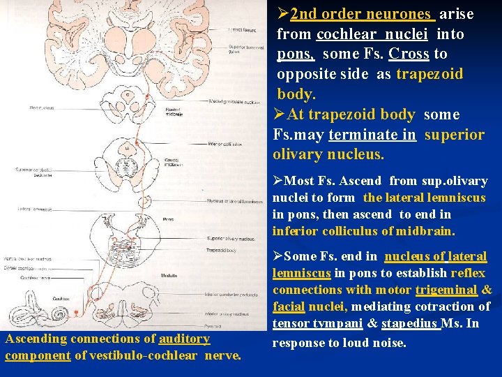 Ø 2 nd order neurones arise from cochlear nuclei into pons, some Fs. Cross