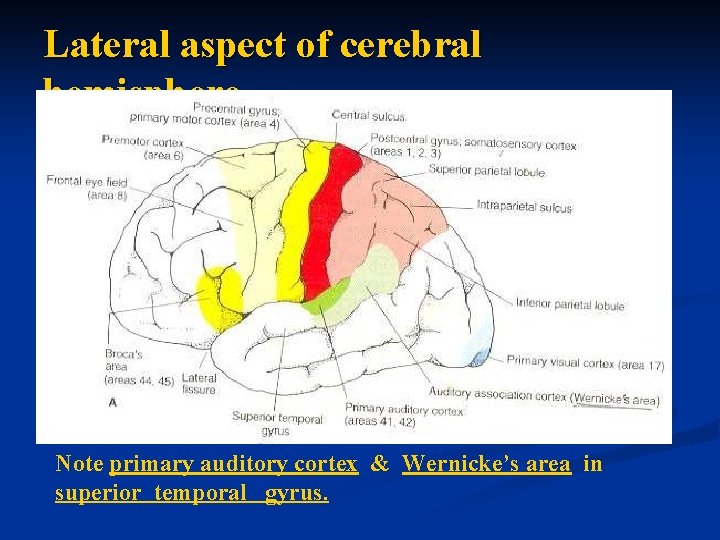 Lateral aspect of cerebral hemisphere Note primary auditory cortex & Wernicke’s area in superior