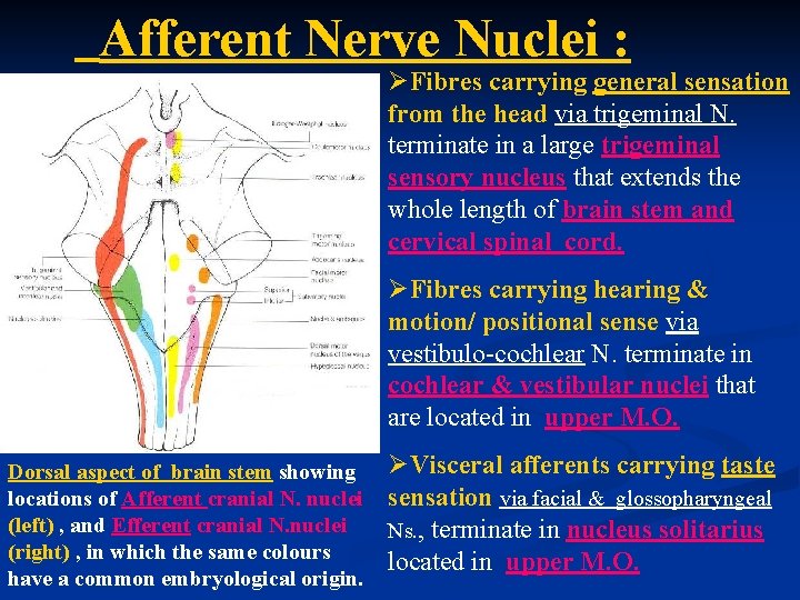 Afferent Nerve Nuclei : ØFibres carrying general sensation from the head via trigeminal N.