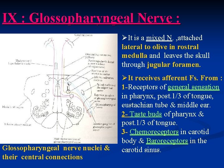 IX : Glossopharyngeal Nerve : ØIt is a mixed N. , attached lateral to