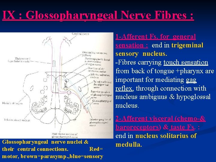 IX : Glossopharyngeal Nerve Fibres : 1 -Afferent Fs. for general sensation : end