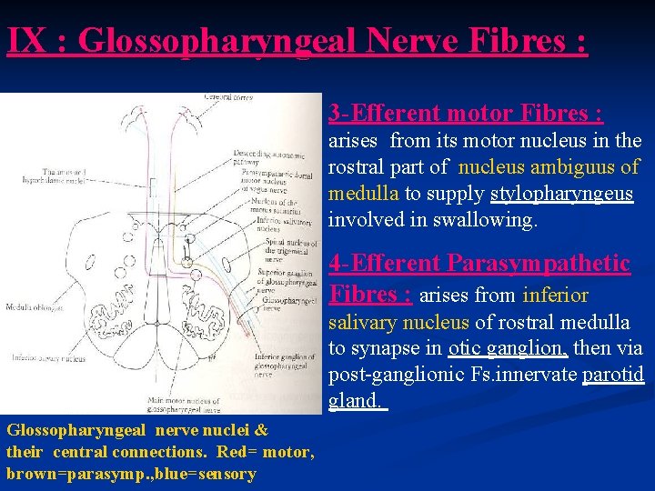 IX : Glossopharyngeal Nerve Fibres : 3 -Efferent motor Fibres : arises from its