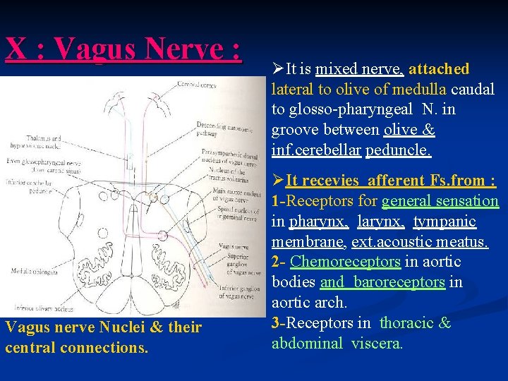 X : Vagus Nerve : Vagus nerve Nuclei & their central connections. ØIt is