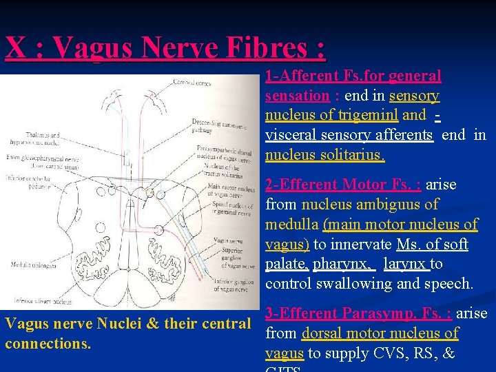 X : Vagus Nerve Fibres : 1 -Afferent Fs. for general sensation : end