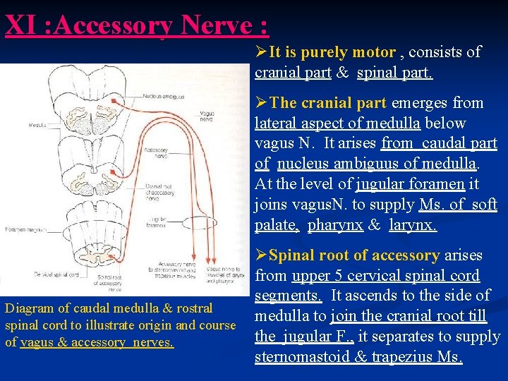 XI : Accessory Nerve : ØIt is purely motor , consists of cranial part