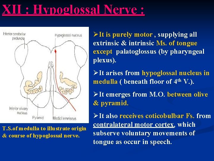 XII : Hypoglossal Nerve : ØIt is purely motor , supplying all extrinsic &