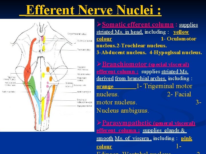 Efferent Nerve Nuclei : ØSomatic efferent column : supplies striated Ms. in head, including