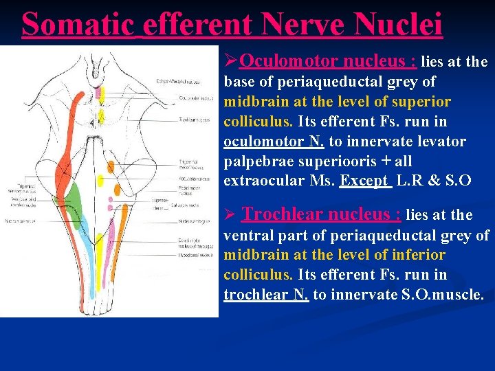 Somatic efferent Nerve Nuclei ØOculomotor nucleus : lies at the base of periaqueductal grey