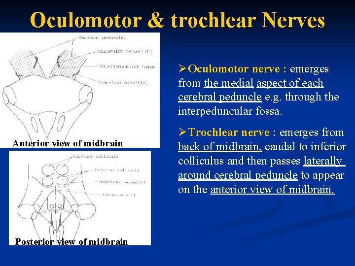 Oculomotor & trochlear Nerves ØOculomotor nerve : emerges from the medial aspect of each