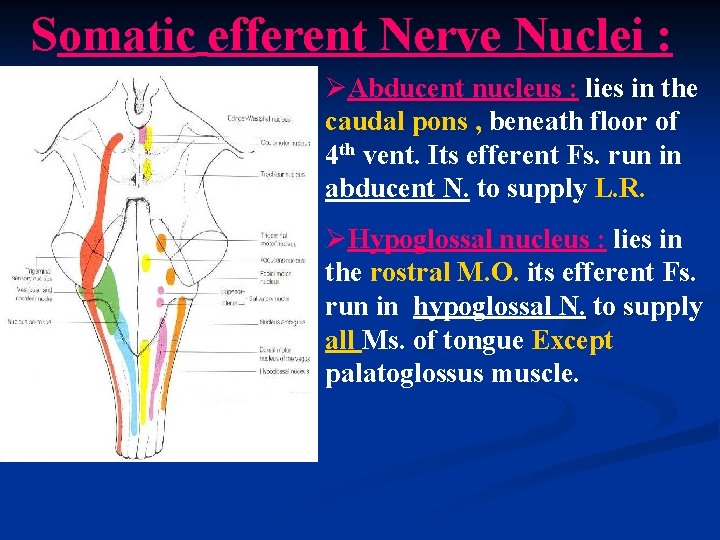 Somatic efferent Nerve Nuclei : ØAbducent nucleus : lies in the caudal pons ,