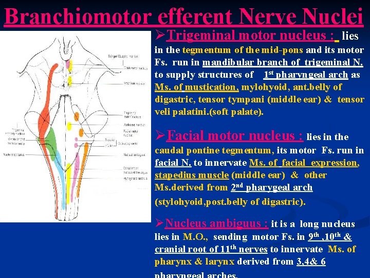 Branchiomotor efferent Nerve Nuclei ØTrigeminal motor nucleus : lies in the tegmentum of the