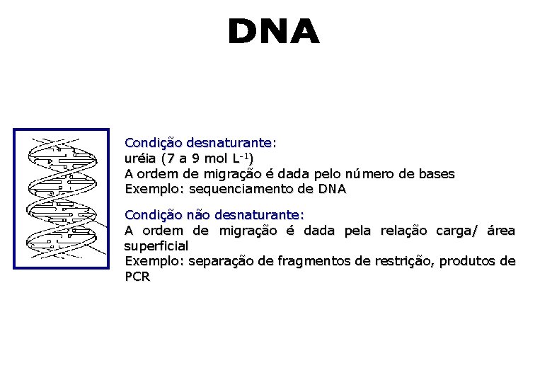 Condição desnaturante: uréia (7 a 9 mol L-1) A ordem de migração é dada Condição desnaturante: uréia (7 a 9 mol L-1) A ordem de migração é dada
