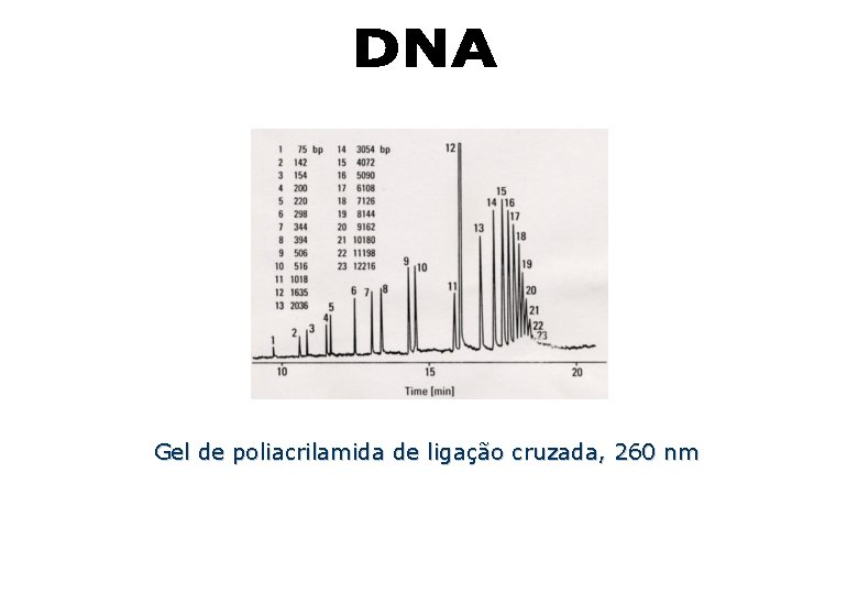 Gel de poliacrilamida de ligação cruzada, 260 nm Gel de poliacrilamida de ligação cruzada, 260 nm