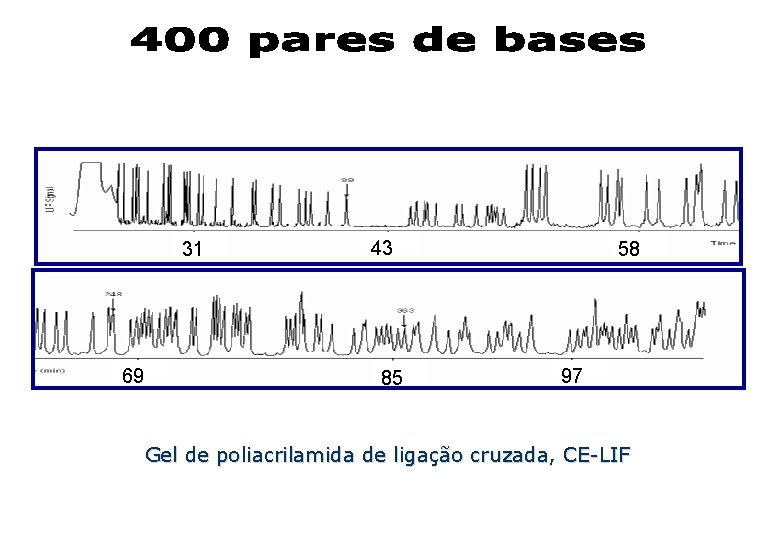 31 69 43 85 58 97 Gel de poliacrilamida de ligação cruzada, CE-LIF 31 69 43 85 58 97 Gel de poliacrilamida de ligação cruzada, CE-LIF