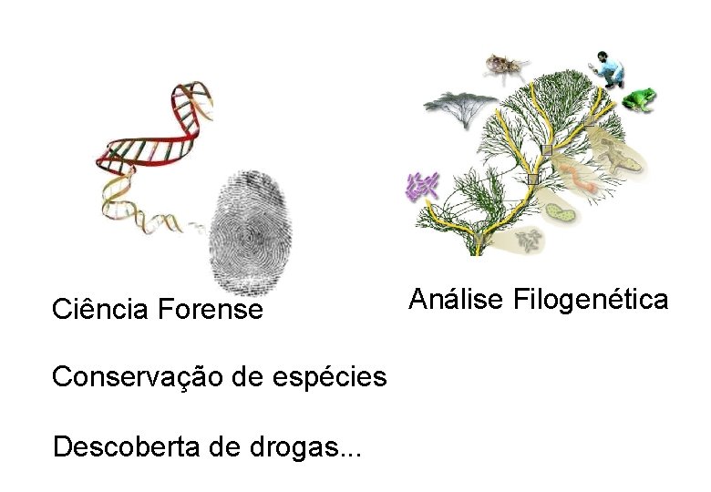 Ciência Forense Conservação de espécies Descoberta de drogas. . . Análise Filogenética Ciência Forense Conservação de espécies Descoberta de drogas. . . Análise Filogenética