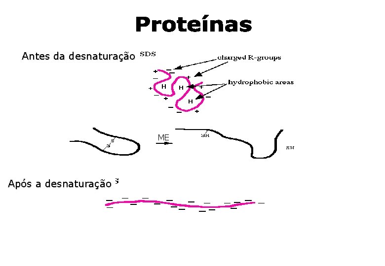 Antes da desnaturação ME Após a desnaturação Antes da desnaturação ME Após a desnaturação
