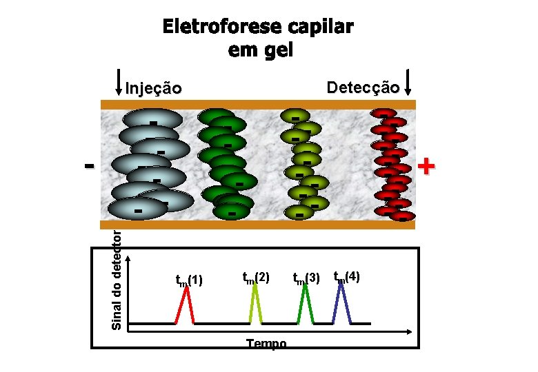Detecção Injeção Sinal do detector - tm(1) ----- -- - tm(2) Tempo tm(3) tm(4) Detecção Injeção Sinal do detector - tm(1) ----- -- - tm(2) Tempo tm(3) tm(4)