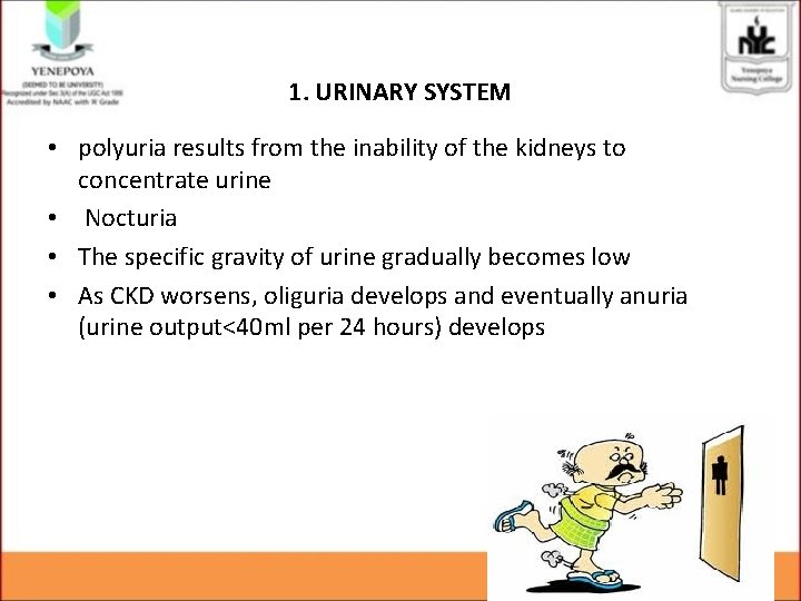 1. URINARY SYSTEM • polyuria results from the inability of the kidneys to concentrate