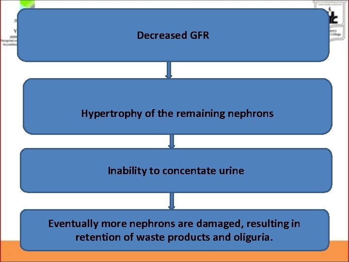 Decreased GFR Hypertrophy of the remaining nephrons Inability to concentate urine Eventually more nephrons