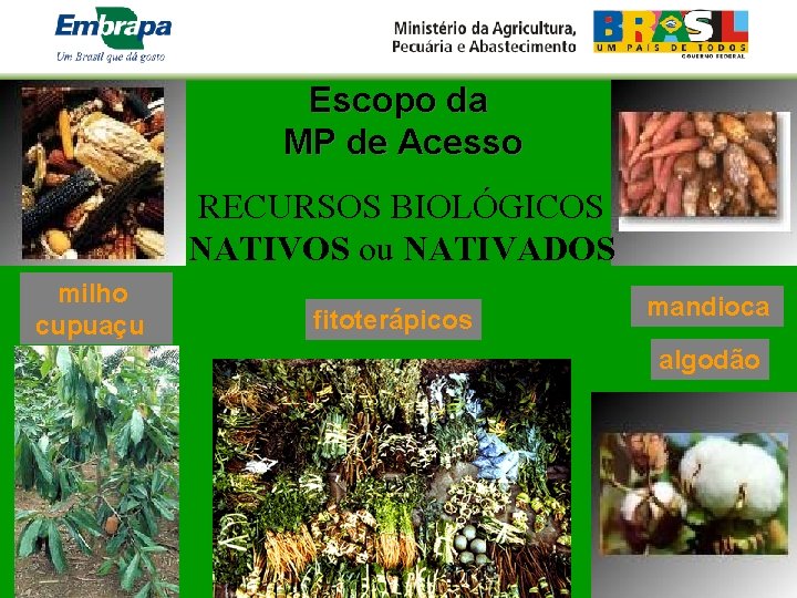 Escopo da MP de Acesso RECURSOS BIOLÓGICOS NATIVOS ou NATIVADOS milho cupuaçu fitoterápicos mandioca