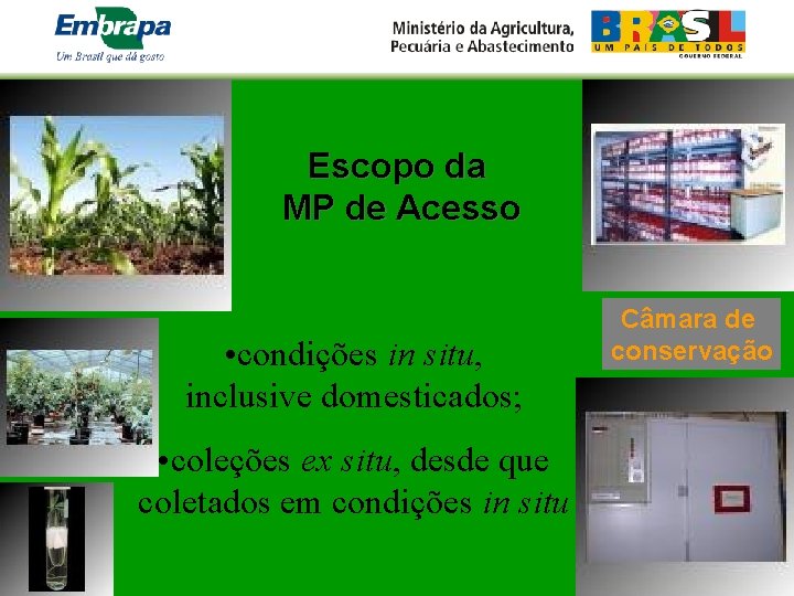 Escopo da MP de Acesso • condições in situ, inclusive domesticados; • coleções ex