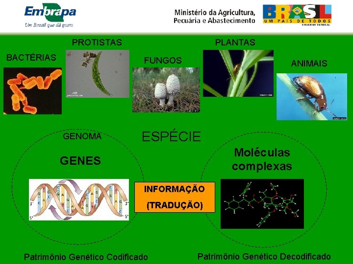 PLANTAS PROTISTAS BACTÉRIAS FUNGOS GENOMA ANIMAIS ESPÉCIE Moléculas complexas GENES INFORMAÇÃO (TRADUÇÃO) Patrimônio Genético