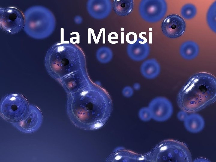 La Meiosi 